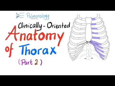 Clinically-Oriented Anatomy of the Thorax (Part 2)