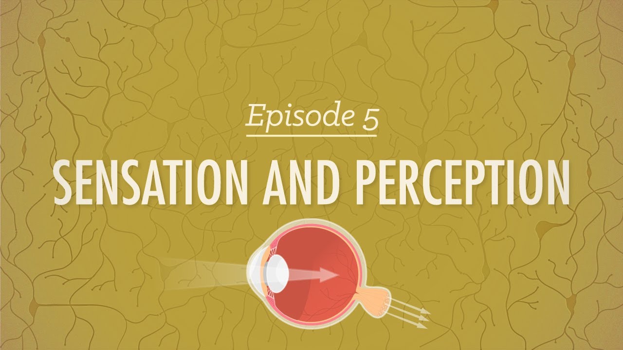 Sensation and Perception: Crash Course Psychology #5