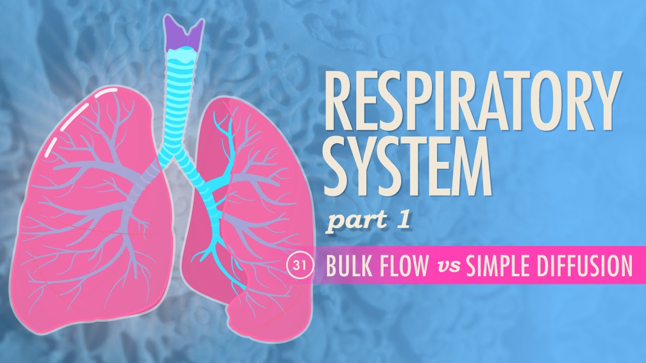 Respiratory System, Part 1: Crash Course A&P #31