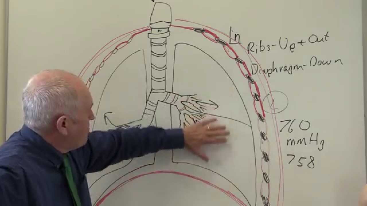 Respiratory System 2, Breathing and ventilation