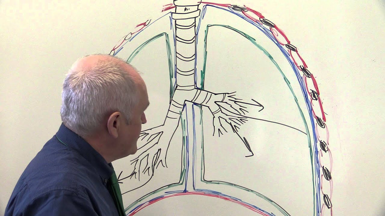 Respiratory System 3, Pleural membranes and breathing