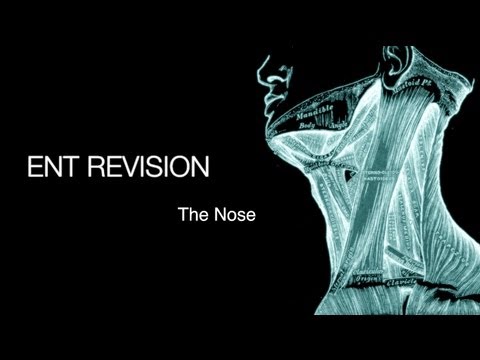 ENT Revision - The Nose