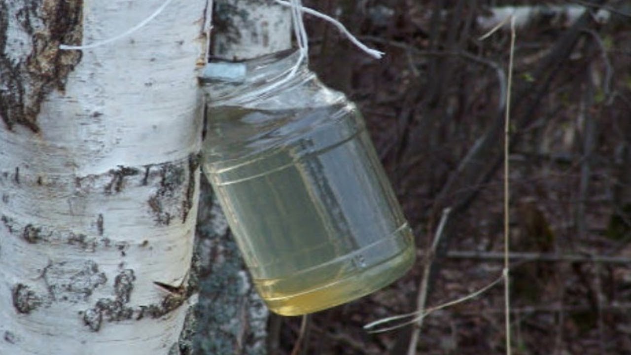 Sok od breze iz drveta - brezova voda - upotreba doziranje i lekovitost